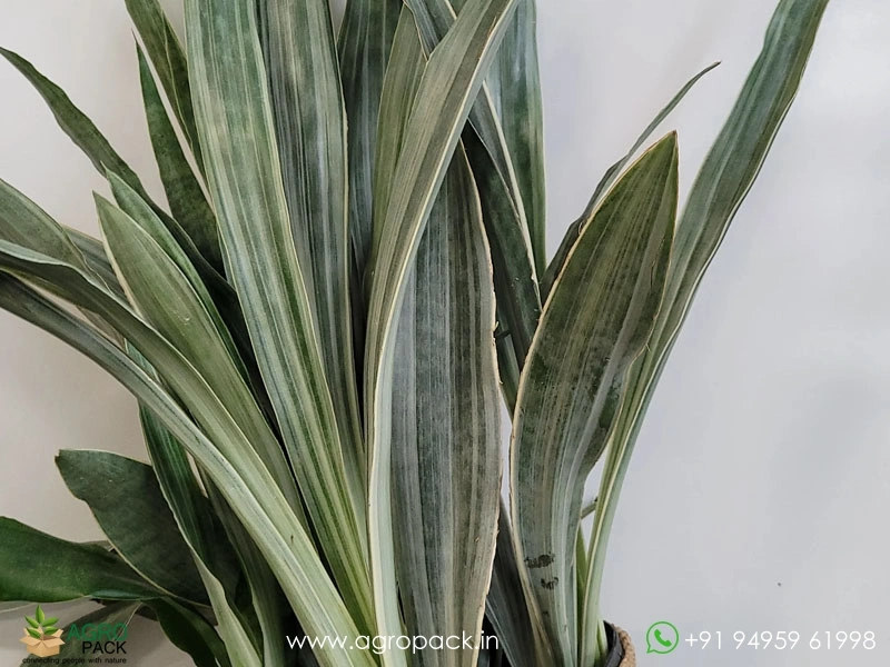 Silver-Siam-Sansevieria6