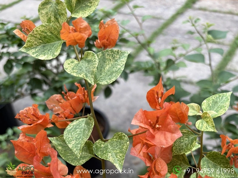 Snow-Orange-Bougainvillea1