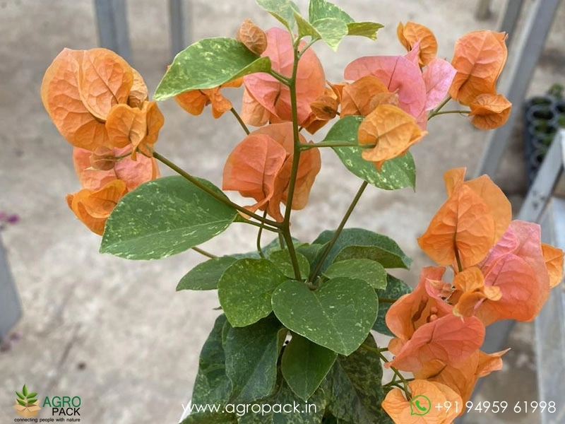 Snow-Orange-Bougainvillea3