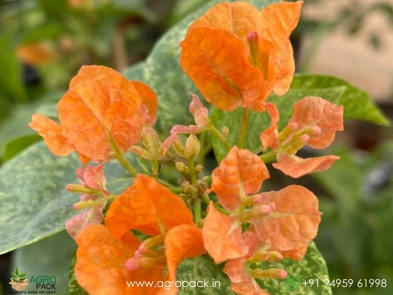 Snow-Orange-Bougainvillea4