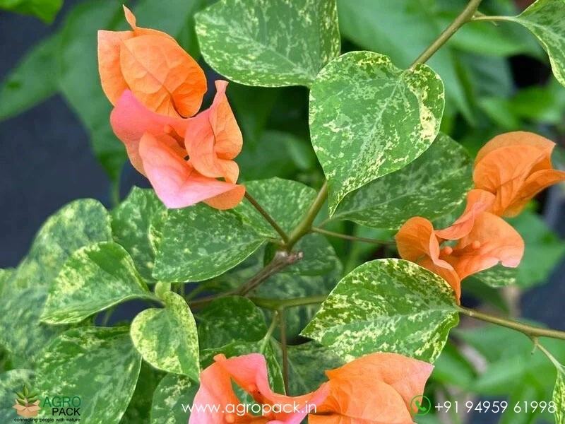 Snow-Orange-Bougainvillea5