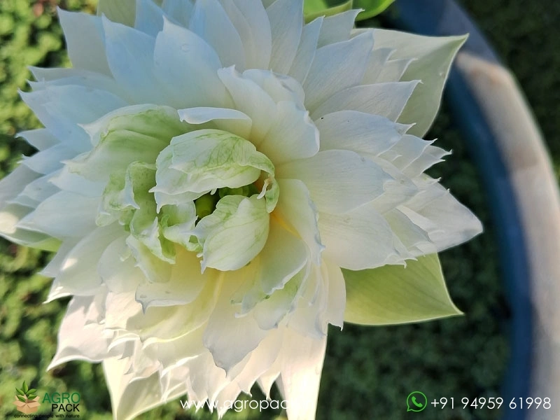 Snow-bowl-Micro-Variety-Lotus1