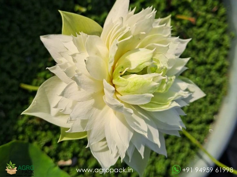 Snow-bowl-Micro-Variety-Lotus2