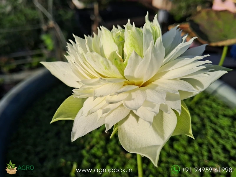 Snow-bowl-Micro-Variety-Lotus3