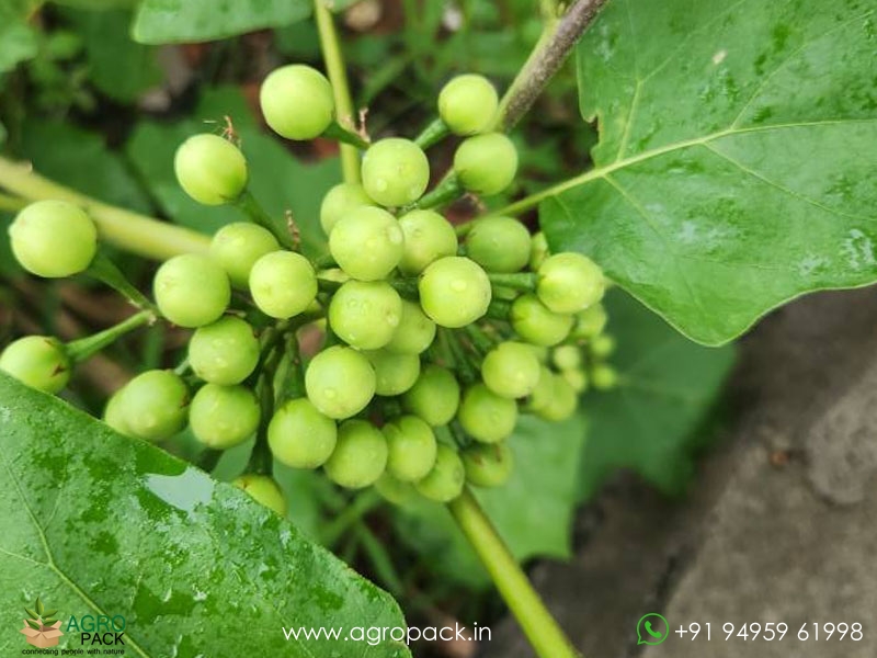 Solanum-torvum2