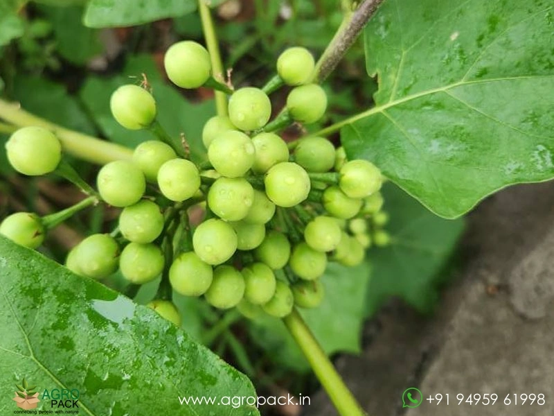 Solanum-torvum2