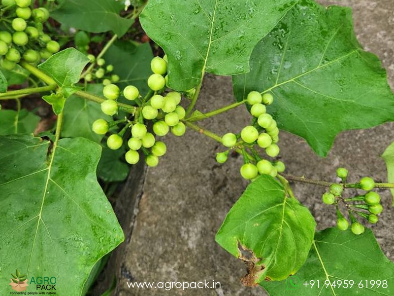Solanum-torvum3