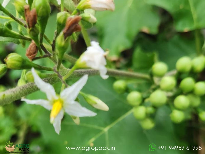 Solanum-torvum4