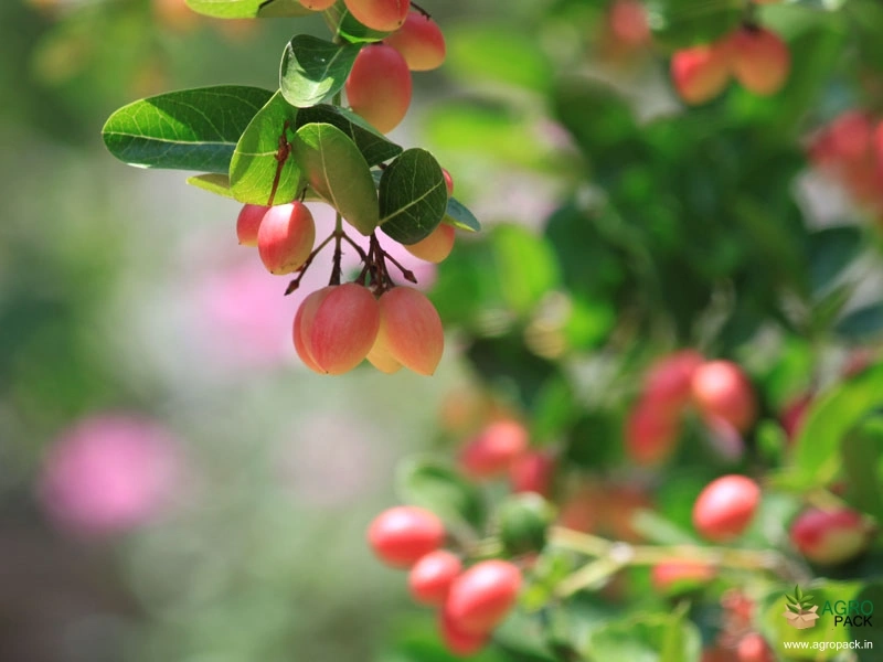 Sour-Cherry-1