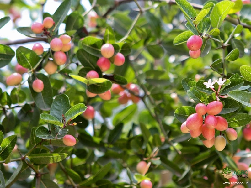 Sour-Cherry-2