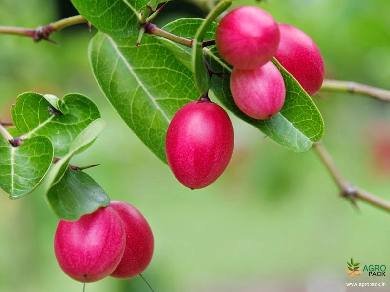 Sour-Cherry-4