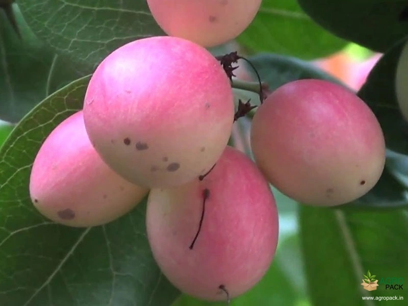 Sour-Cherry-5