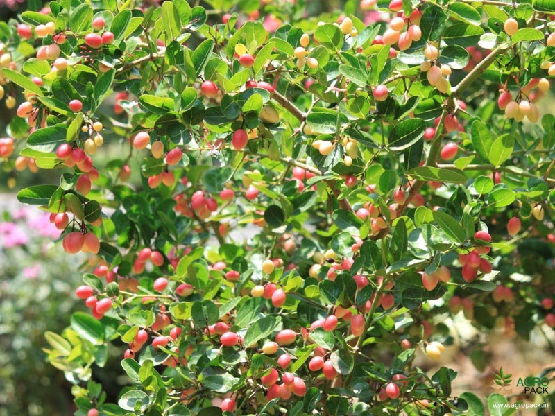 Sour-Cherry-6