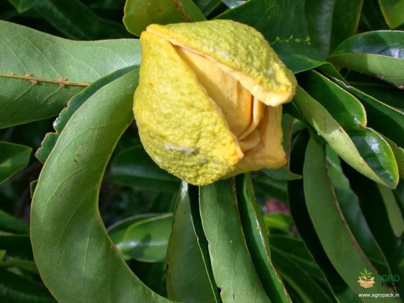 Soursop1