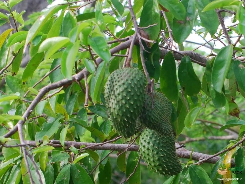 Soursop4