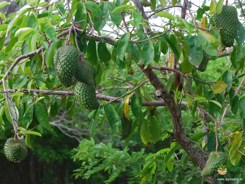 Soursop6