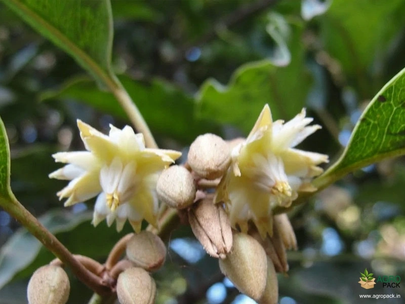 Spanish-Cherry1