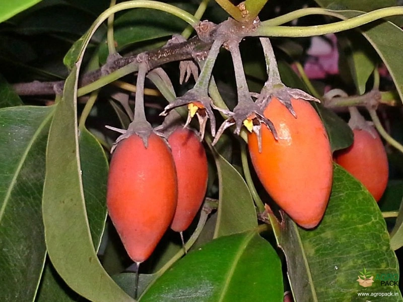 Spanish-Cherry3
