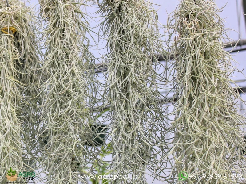 Spanish-Moss1