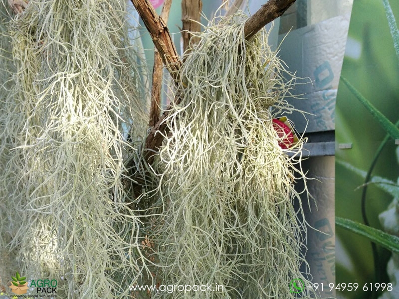 Spanish Moss Plant For Sale In India