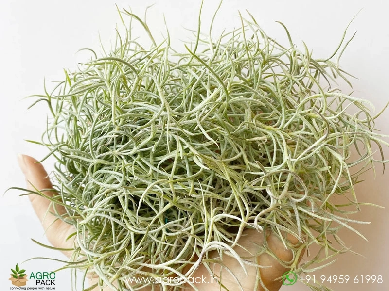 Spanish-Moss3
