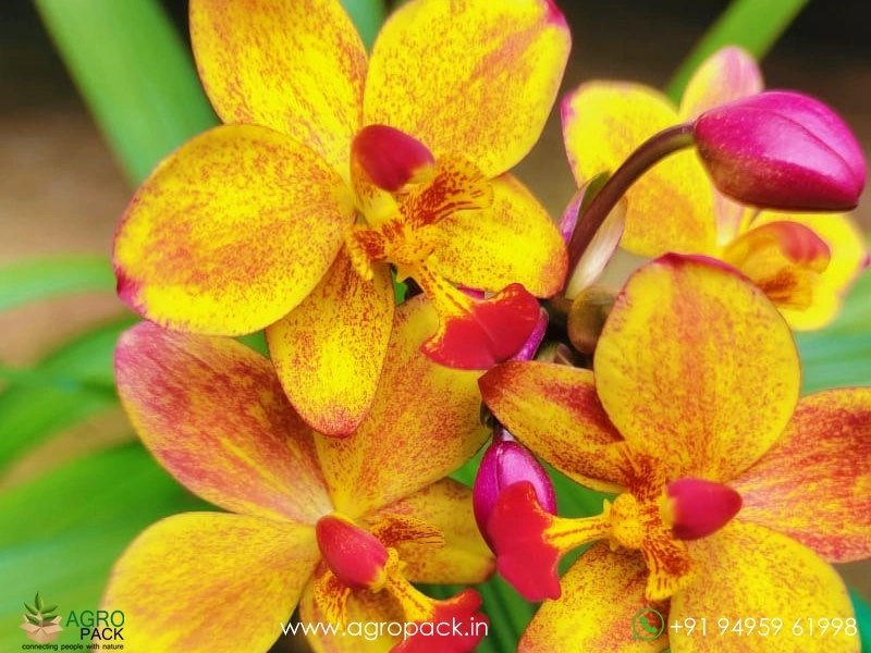 Spathoglottis-plicata-Ground-Orchid10