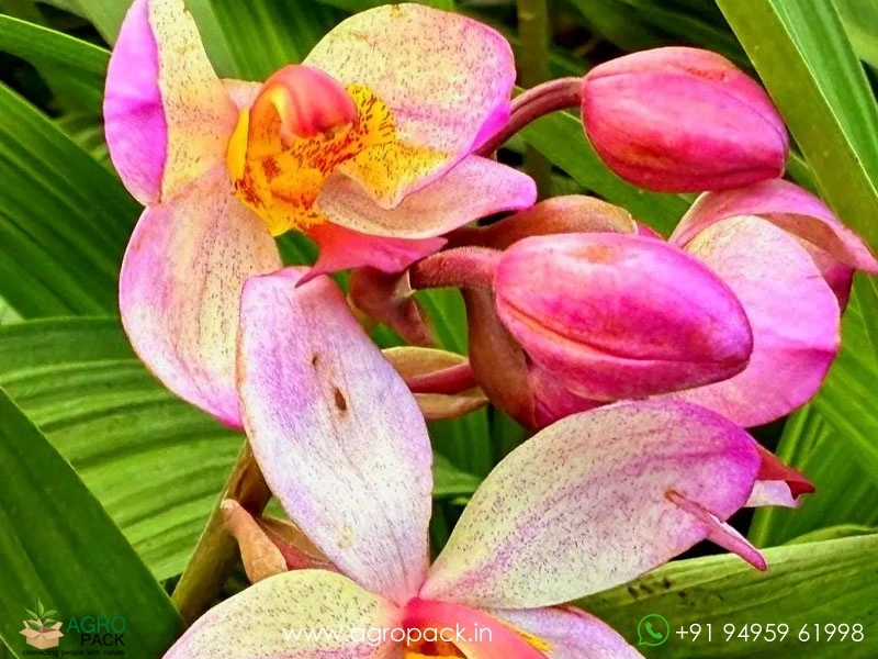 Spathoglottis-plicata-Ground-Orchid2