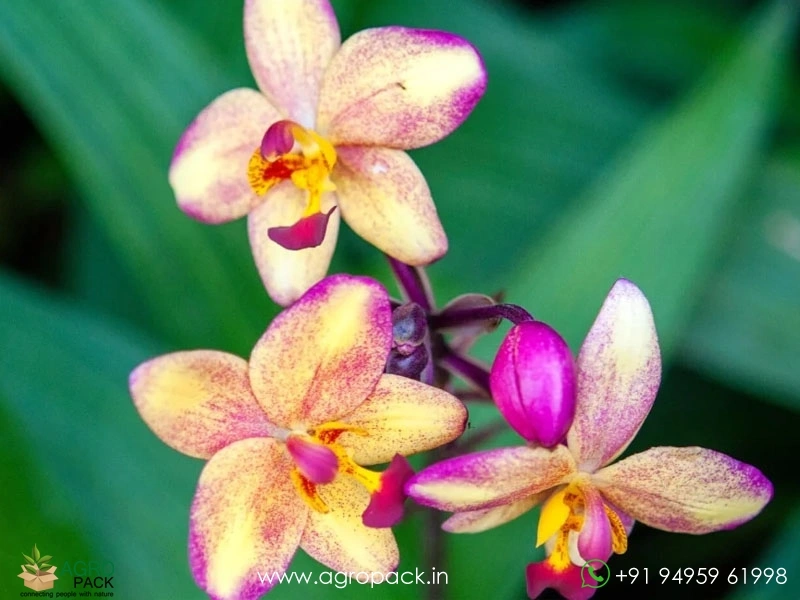 Spathoglottis-plicata-Ground-Orchid3