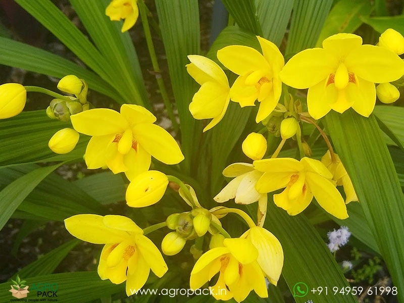 Spathoglottis-plicata-Ground-Orchid4