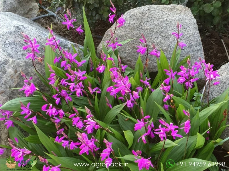 Spathoglottis-plicata-Ground-Orchid5