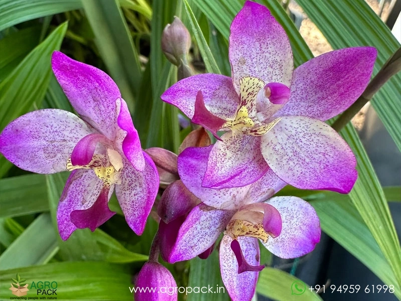 Spathoglottis-plicata-Ground-Orchid7