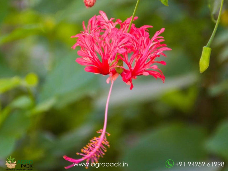 Spider-Hibiscus1