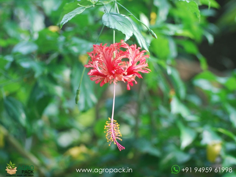 Spider-Hibiscus2