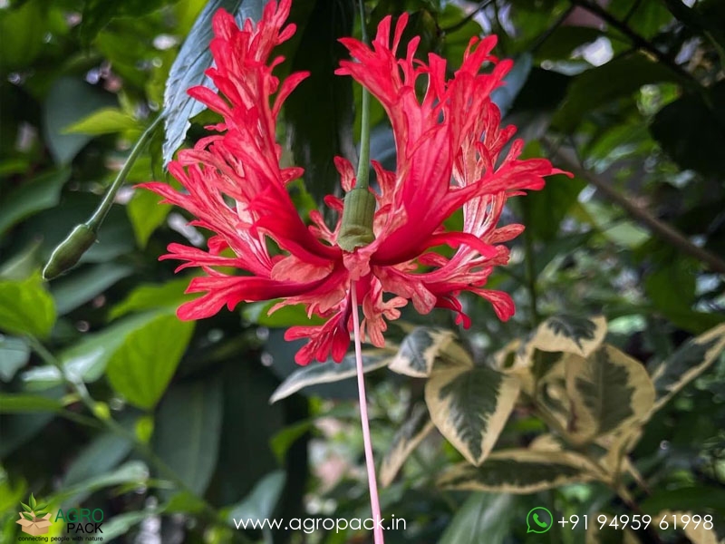 Spider-Hibiscus3