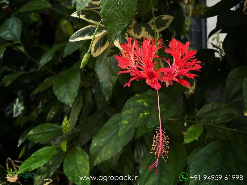 Spider-Hibiscus4