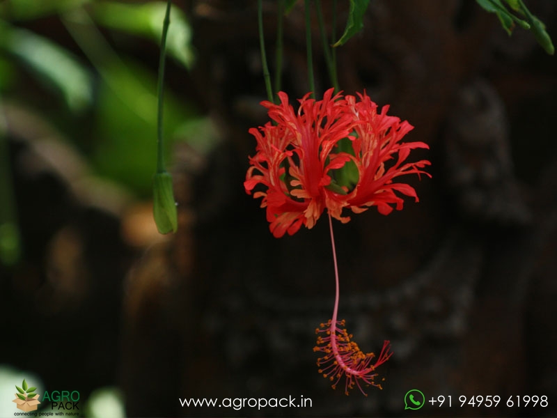 Spider-Hibiscus6