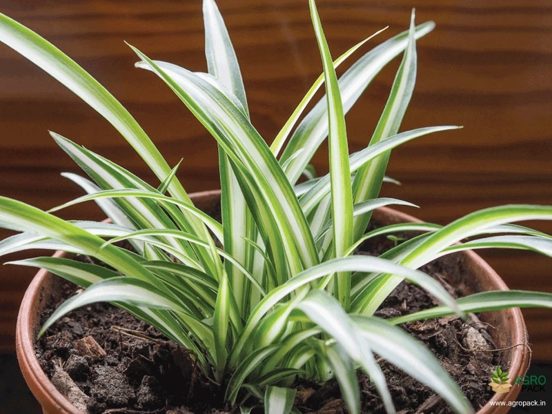 Spider-plant2