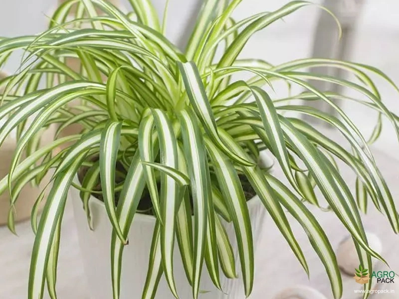 Spider-plant3