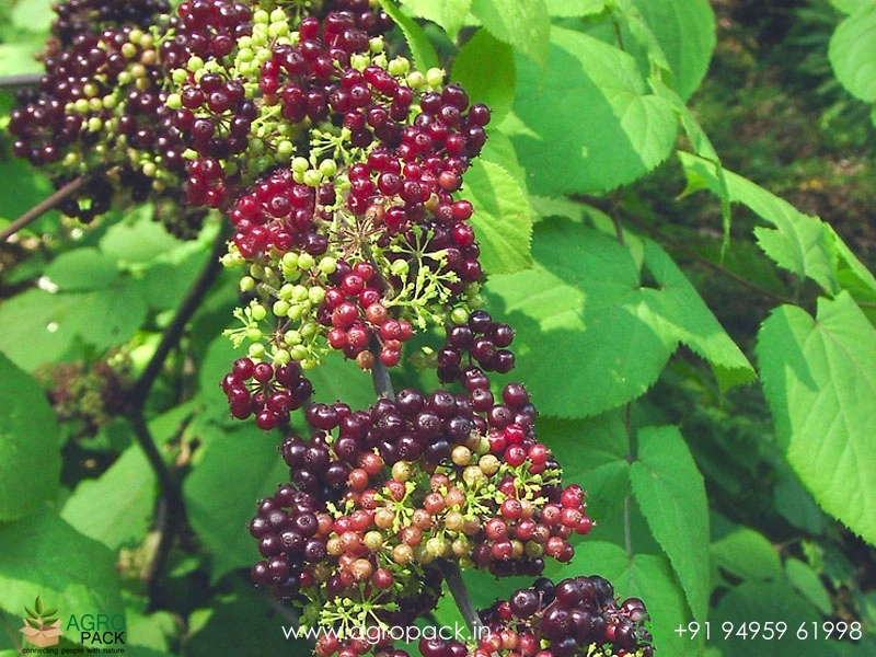 Spikenard-Aralia1