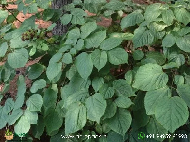 Spikenard-Aralia2