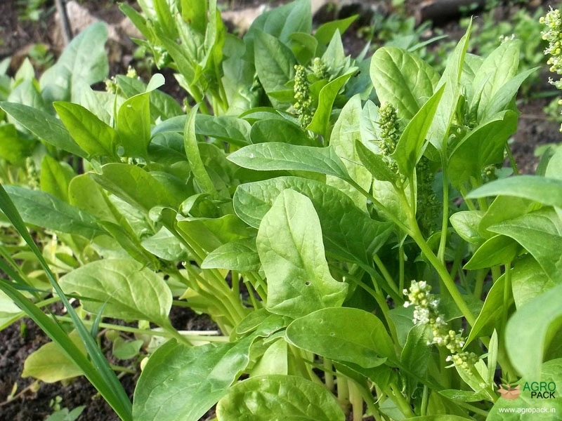 Spinach3