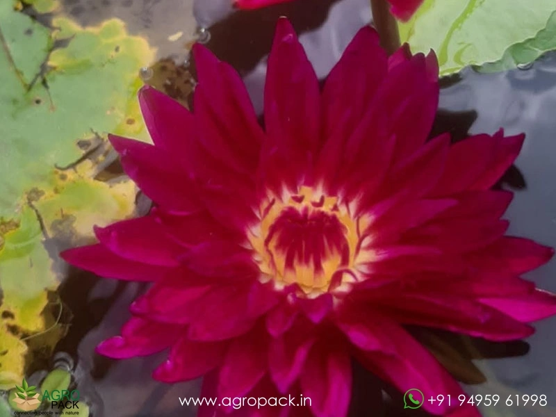 Spiral-Galaxy-Waterlily5