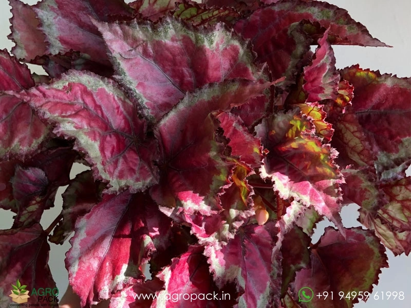 Spitfire-Rex-Begonia1