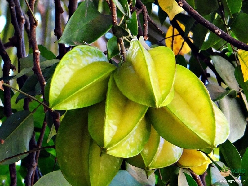 Star-Fruit2