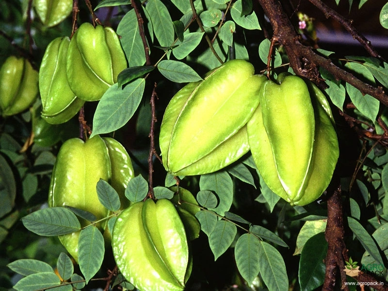 Star-Fruit3