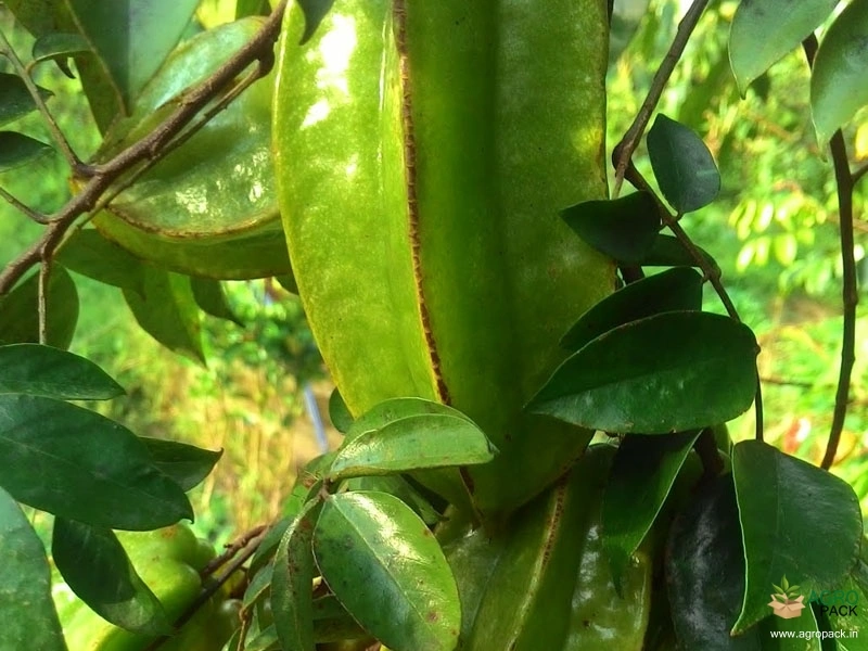 Star-Fruit4