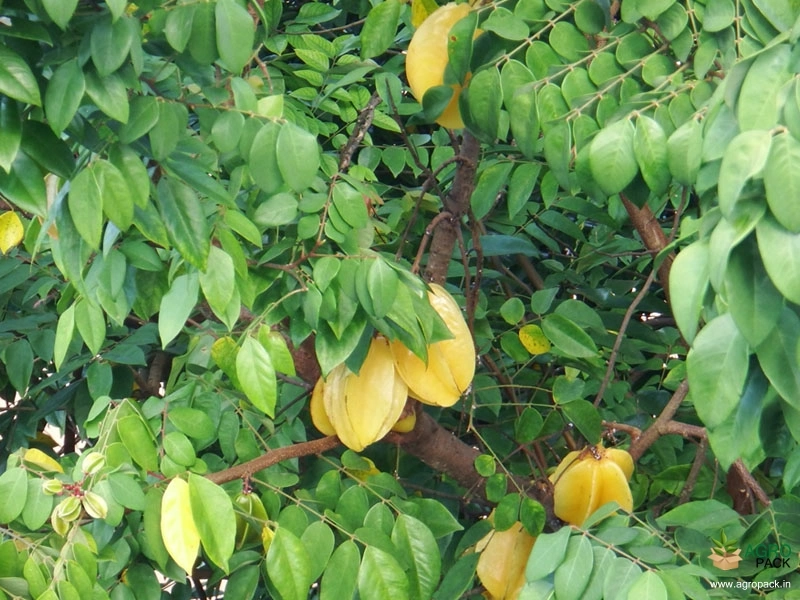 Star-Fruit5