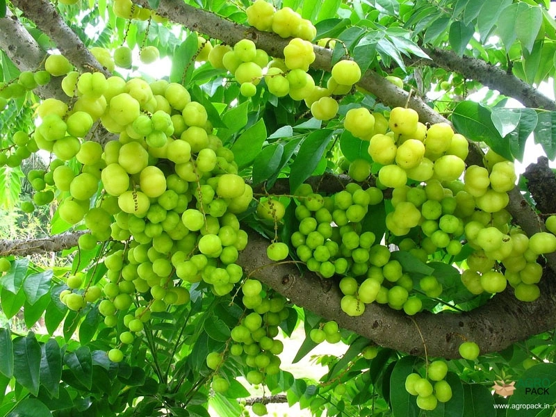 Star-Gooseberry6