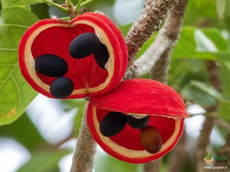 Sterculia-quadrifida1