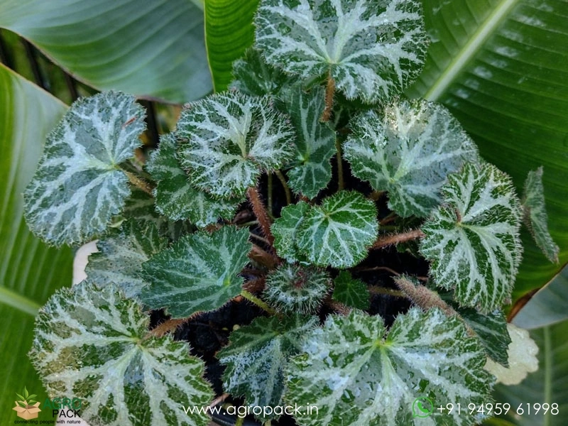 Strawberry-Begonia1